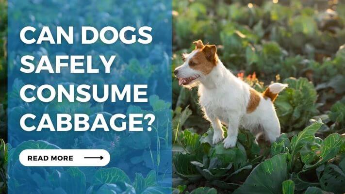 Can Dogs Safely Consume Cabbage