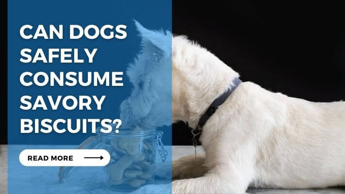 Can Dogs Safely Consume Savory Biscuits