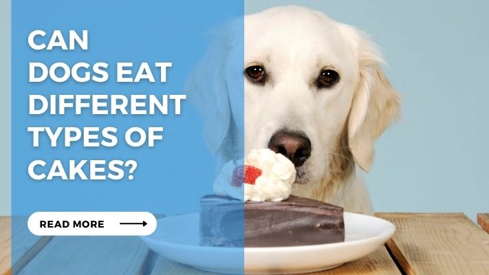 Can  dogs eat  different  types of  cakes