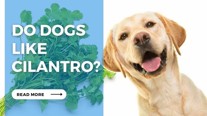 can dogs eat Cilantro