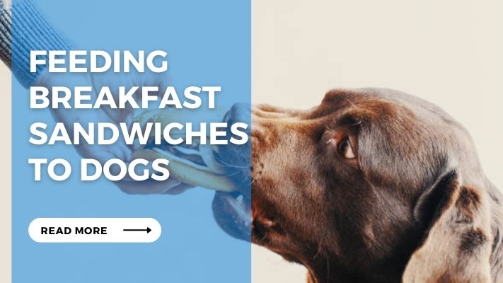 Feeding Breakfast Sandwiches to Dogs