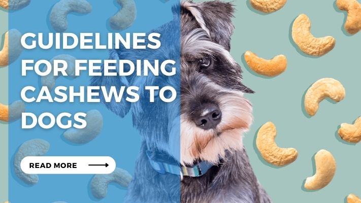 Guidelines for Feeding Cashews to Dogs