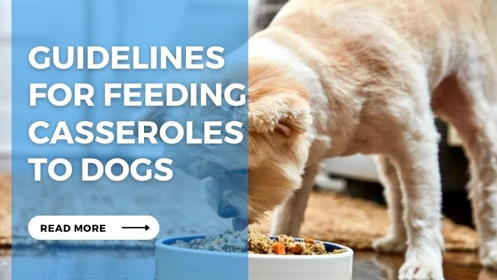 Guidelines  for Feeding Casseroles  to Dogs