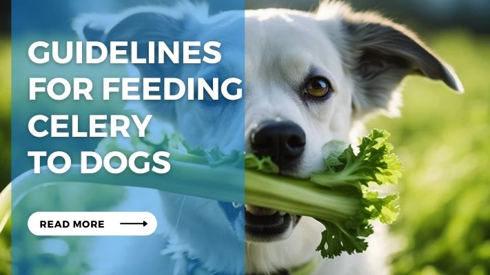 Guidelines for Feeding Celery to Dogs