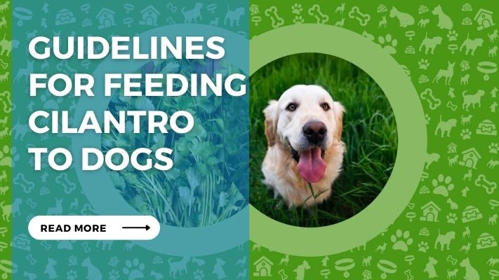 Guidelines  for Feeding Cilantro  to Dogs
