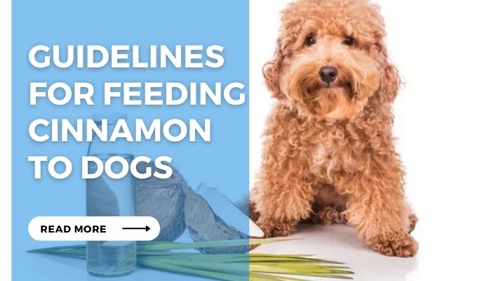 Guidelines  for Feeding Cinnamon  to Dogs