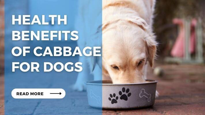 Health Benefits of Cabbage for Dogs