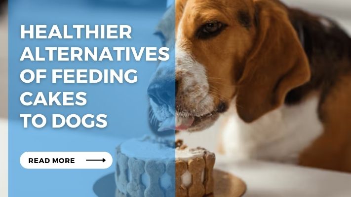 Healthier Alternatives of feeding cakes to Dogs