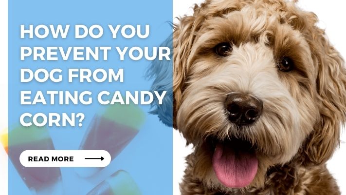 How do you prevent your  dog from  eating candy corn