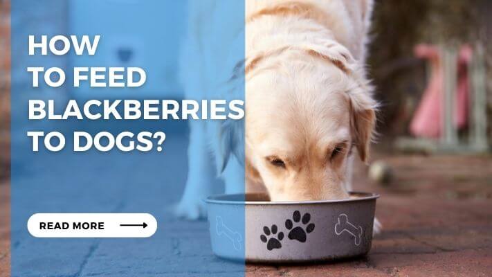 How to Feed Blackberries to Dogs