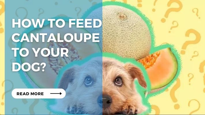 How to Feed Cantaloupe  to Your  Dog