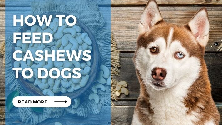How to Feed Cashews to Dogs