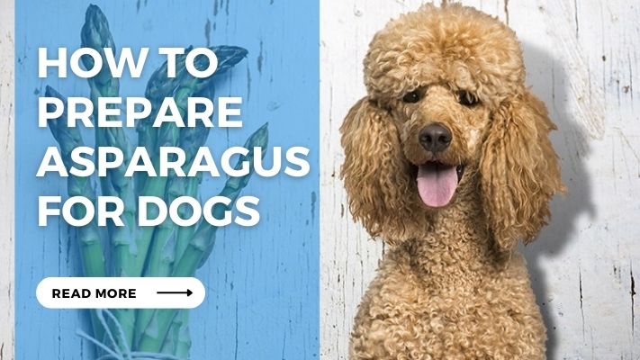 How to Prepare Asparagus for Dogs