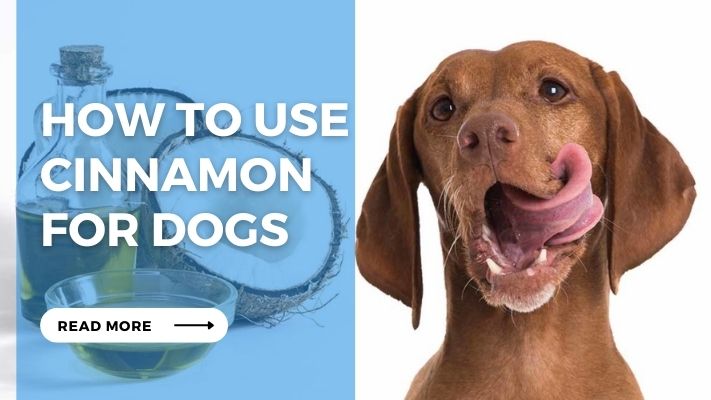 How to Use Cinnamon for Dogs