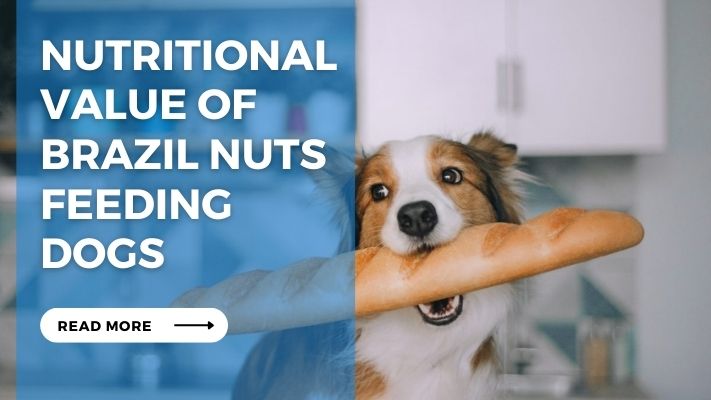 Nutritional Value of Brazil Nuts Feeding Dogs