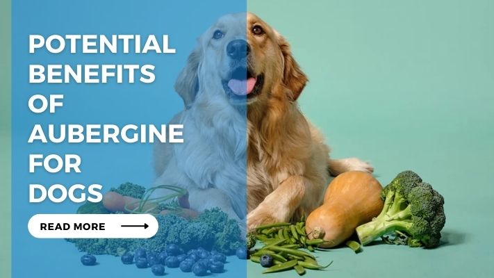 Potential Benefits of Aubergine for Dogs