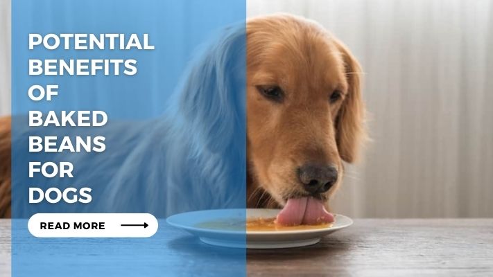 Potential Benefits of Baked Beans for Dogs