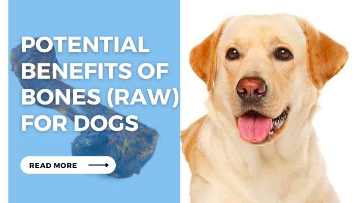 Potential Benefits of Bones (Raw) for Dogs