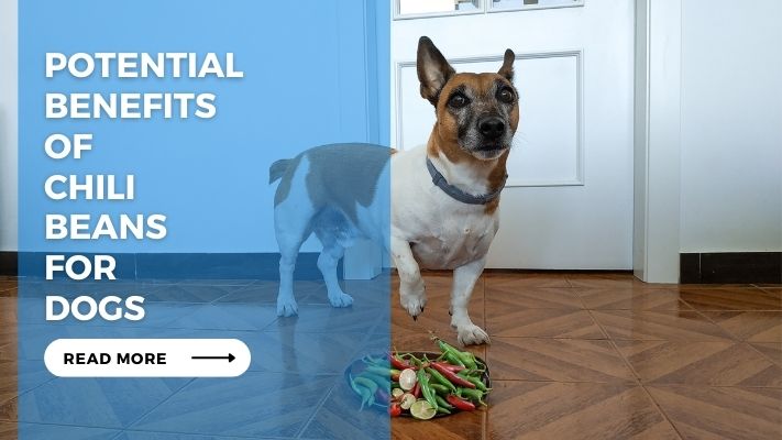 Potential Benefits of Chili Beans for Dogs
