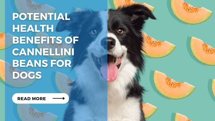 Potential Health Benefits of Cannellini Beans for Dogs
