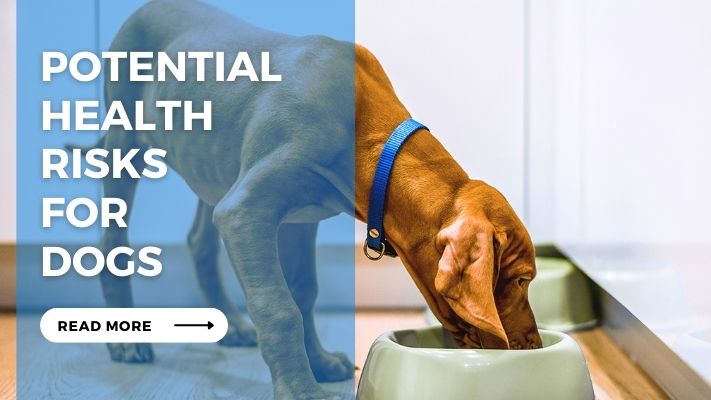 Potential Health Risks For Dogs