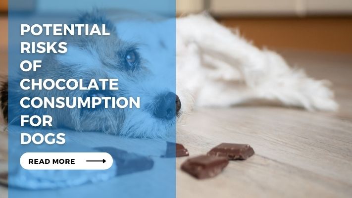 Potential Risks of Chocolate Consumption for Dogs