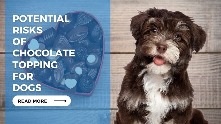 Potential Risks of Chocolate Topping for Dogs