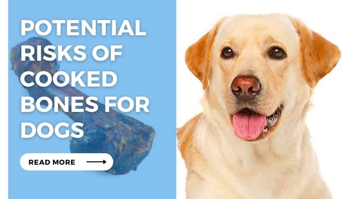 Potential Risks of Cooked Bones for Dogs