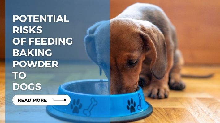 Potential Risks of Feeding Baking Powder to Dogs