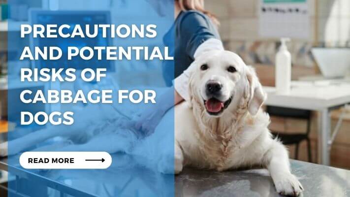 Precautions and Potential Risks of Cabbage for Dogs
