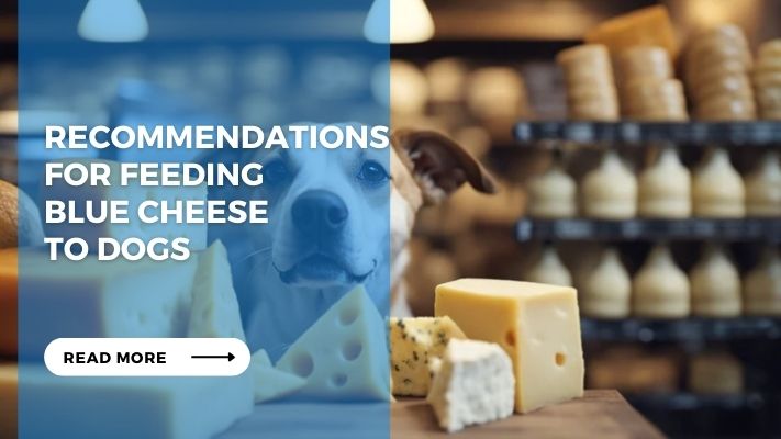 Recommendations for Feeding Blue Cheese to Dogs
