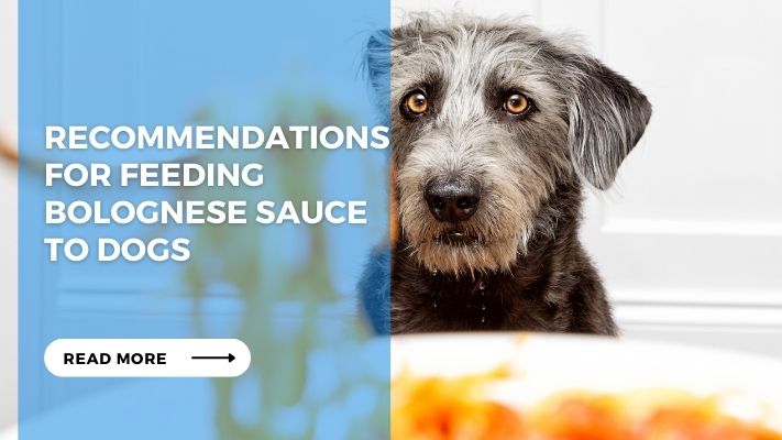 Recommendations for Feeding Bolognese Sauce to Dogs