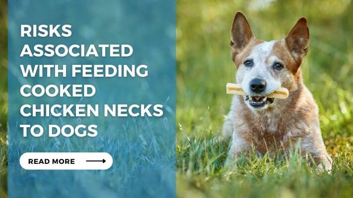 Risks Associated with Feeding Cooked Chicken Necks to Dogs