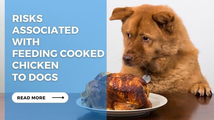 Risks Associated with Feeding Cooked Chicken to Dogs