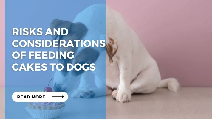 Risks and Considerations of feeding cakes to Dogs