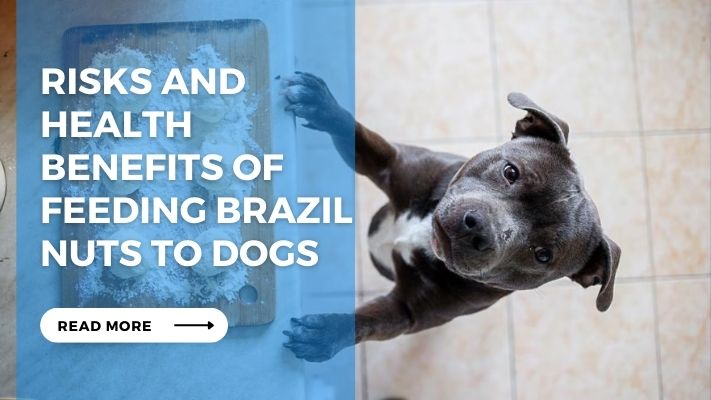 Risks and Health Benefits of feeding Brazil Nuts to Dogs