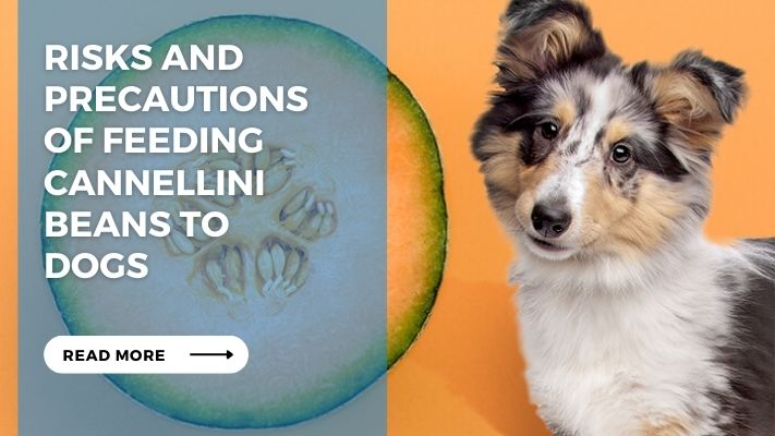 Risks and Precautions  of Feeding Cannellini Beans to  Dogs