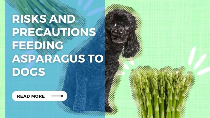 Risks and precautions feeding Asparagus to dogs
