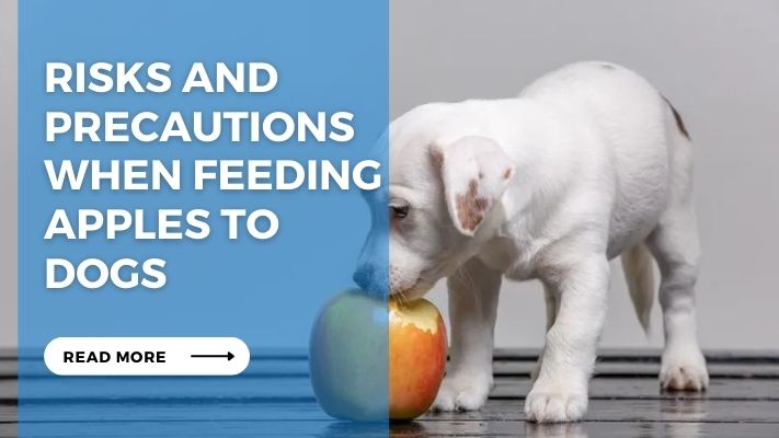 Risks and precautions when feeding Apples  to dogs