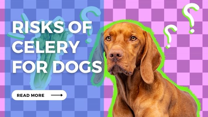 Risks of Celery for Dogs