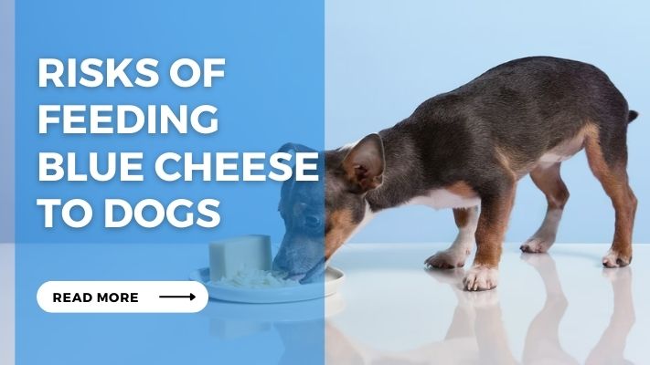 Risks of Feeding Blue Cheese to Dogs