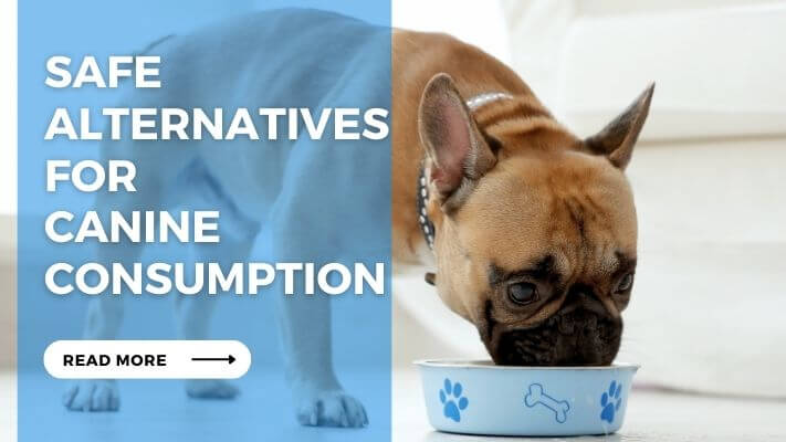 Safe Alternatives for Canine Consumption