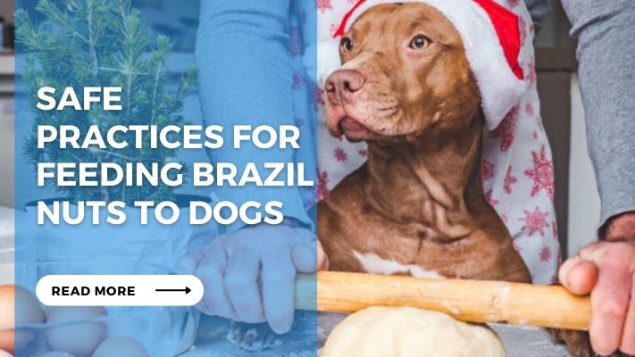 Safe Practices for Feeding Brazil Nuts to Dogs