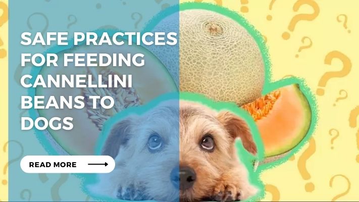 Safe Practices for Feeding Cannellini Beans to Dogs