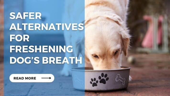 Safer Alternatives for Freshening Dog’s Breath