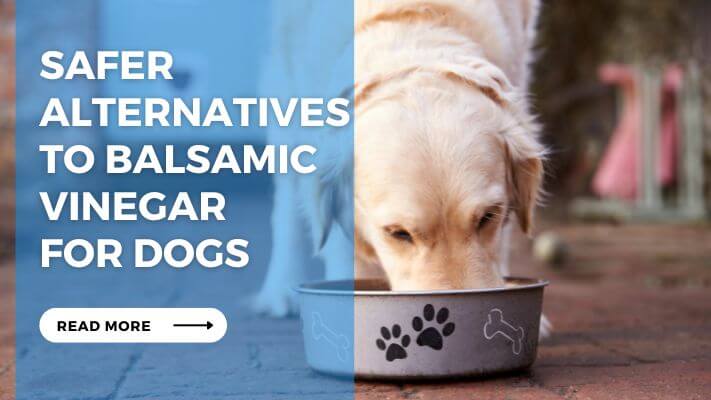 Safer Alternatives to Balsamic Vinegar for Dogs
