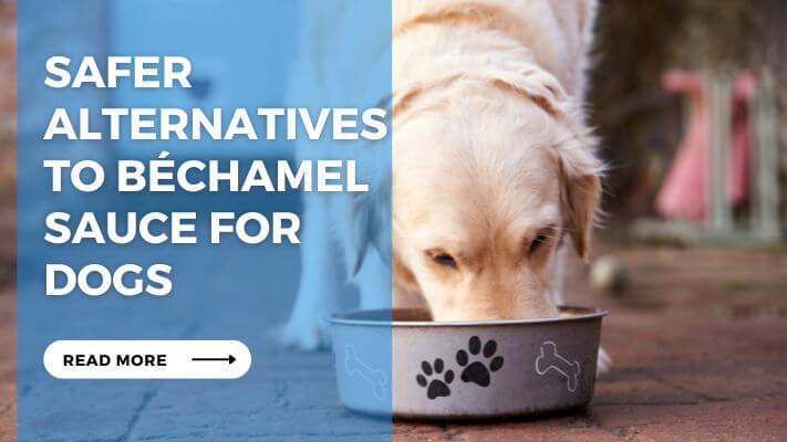 Safer Alternatives to Béchamel Sauce for Dogs