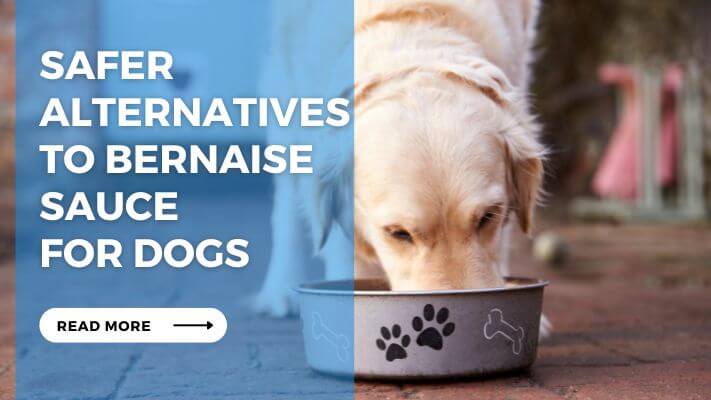 Safer Alternatives to Bernaise Sauce for Dogs