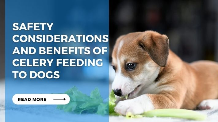 Safety Considerations and Benefits of Celery feeding to Dogs