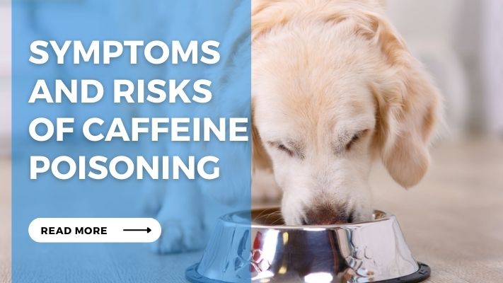 Symptoms  and Risks  of Caffeine Poisoning